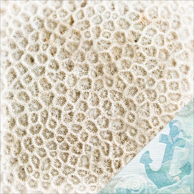 Kaisercraft Papier Coastal Escape Coral Scrapbookingpapier 12x12"